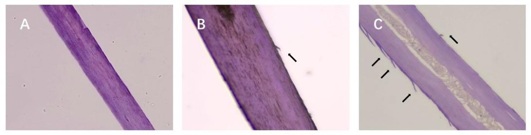 體外真發,頭發熱損傷,模型研究,CIRS,功效評價,技術實踐